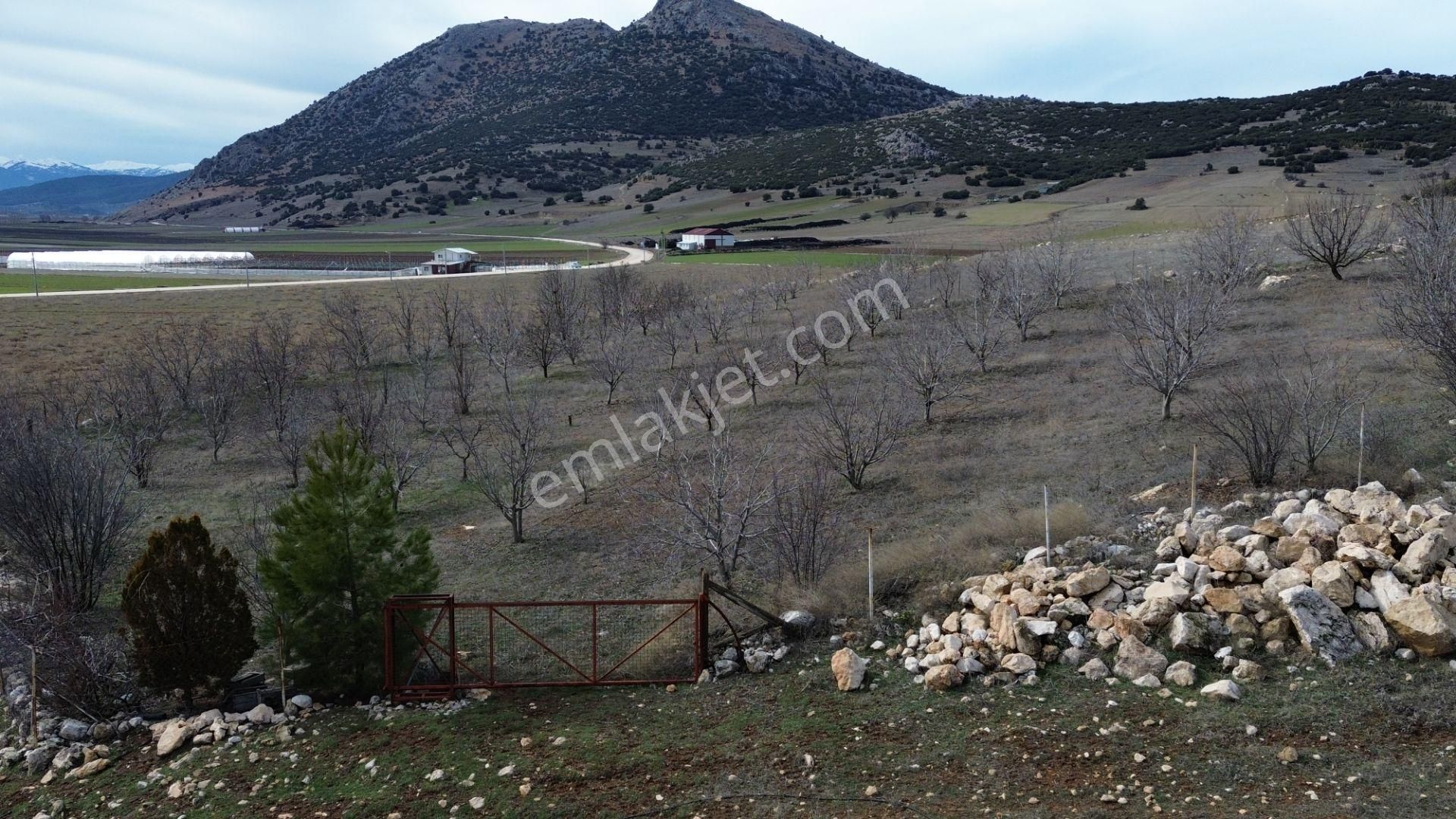 Vip Gayrimenkul'den Kışla Mah. 4.160m² Ceviz Bahçesi - Görsel 9