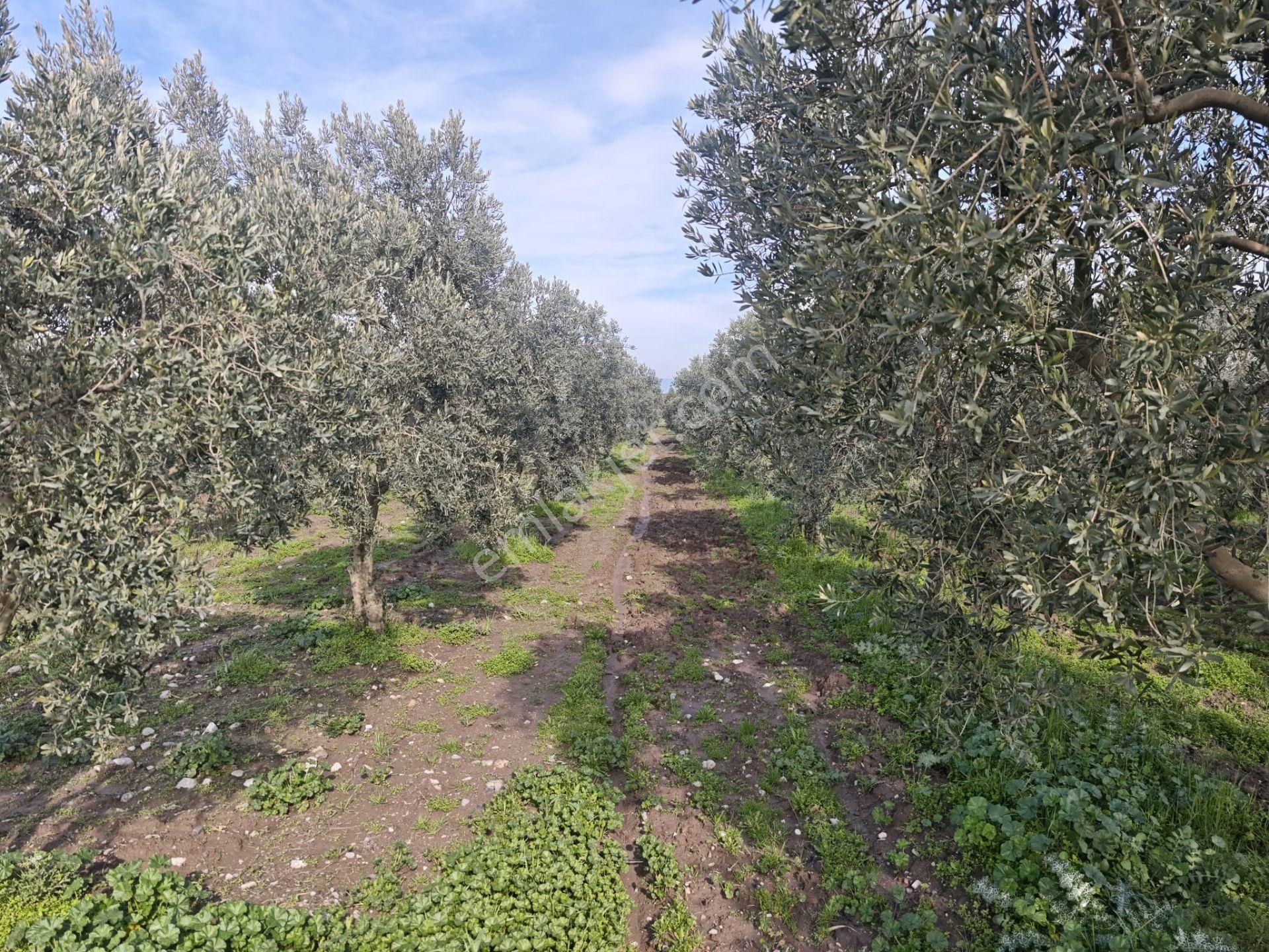 Vizyon Gayrimenkul'den Medar'da Ana Yola Sıfır Konumda Satılık Zeytinlik