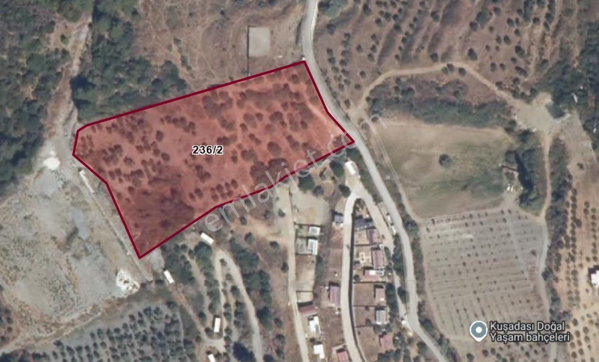 Aydın Kuşadası Yaylaköy Panaromik Full Deniz Manzaralı Tarla Zeytin İncir
