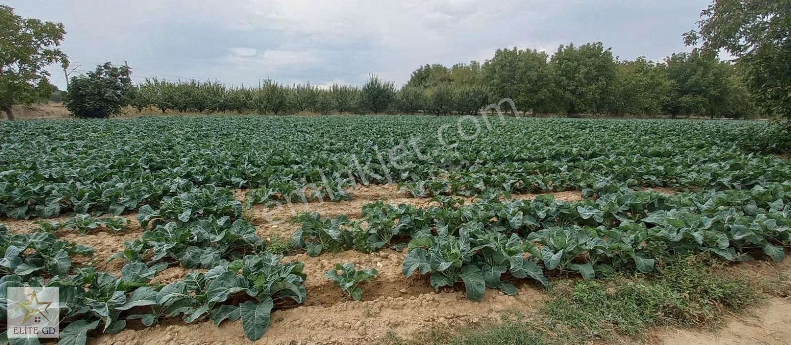 Pamukova Turgutluda Yatırımlık Ana Yola Yakın Fırsat Arazi - Görsel 4