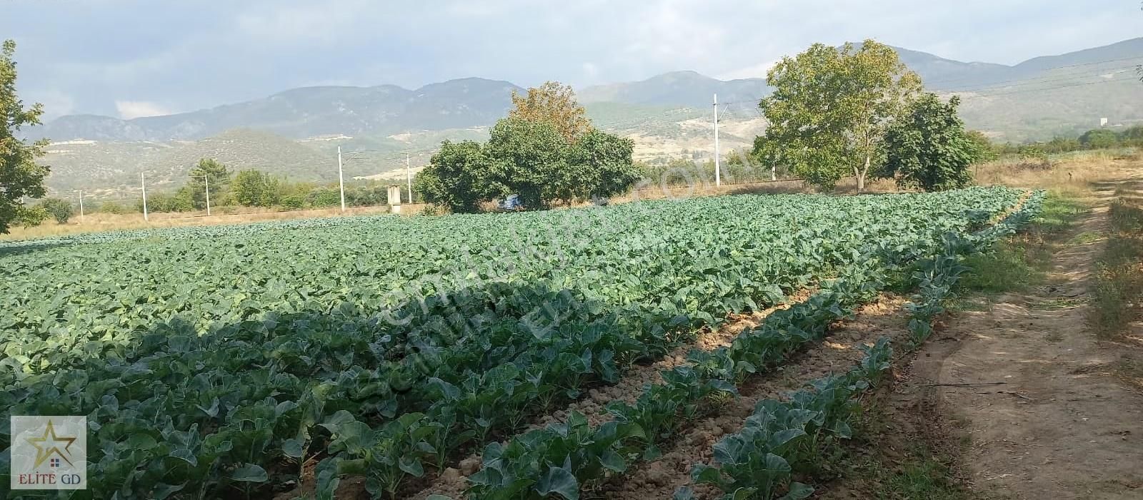 Pamukova Turgutluda Yatırımlık Ana Yola Yakın Fırsat Arazi