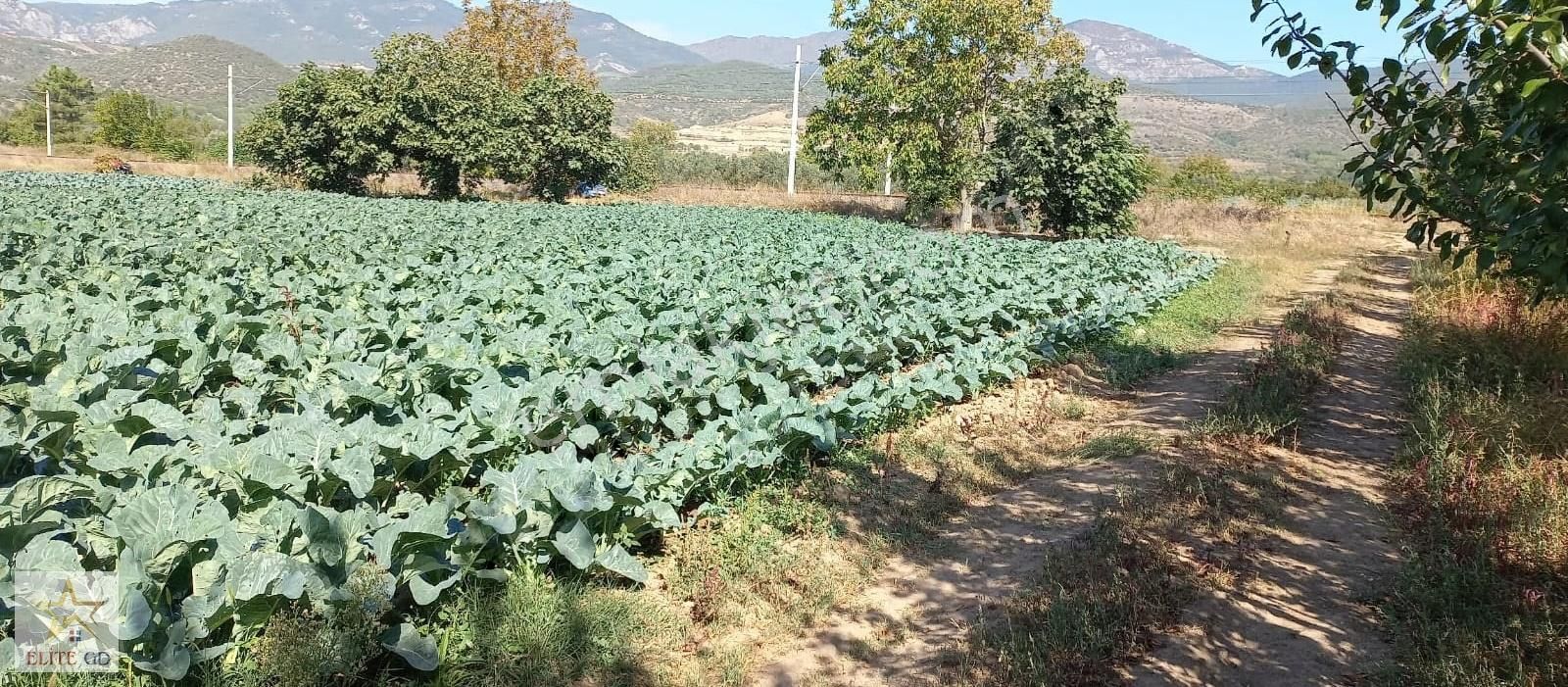Pamukova Turgutluda Yatırımlık Ana Yola Yakın Fırsat Arazi - Görsel 3
