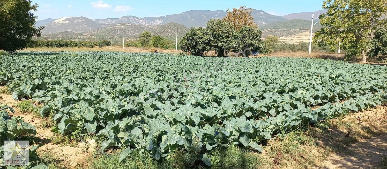 Pamukova Turgutluda Yatırımlık Ana Yola Yakın Fırsat Arazi - Görsel 7