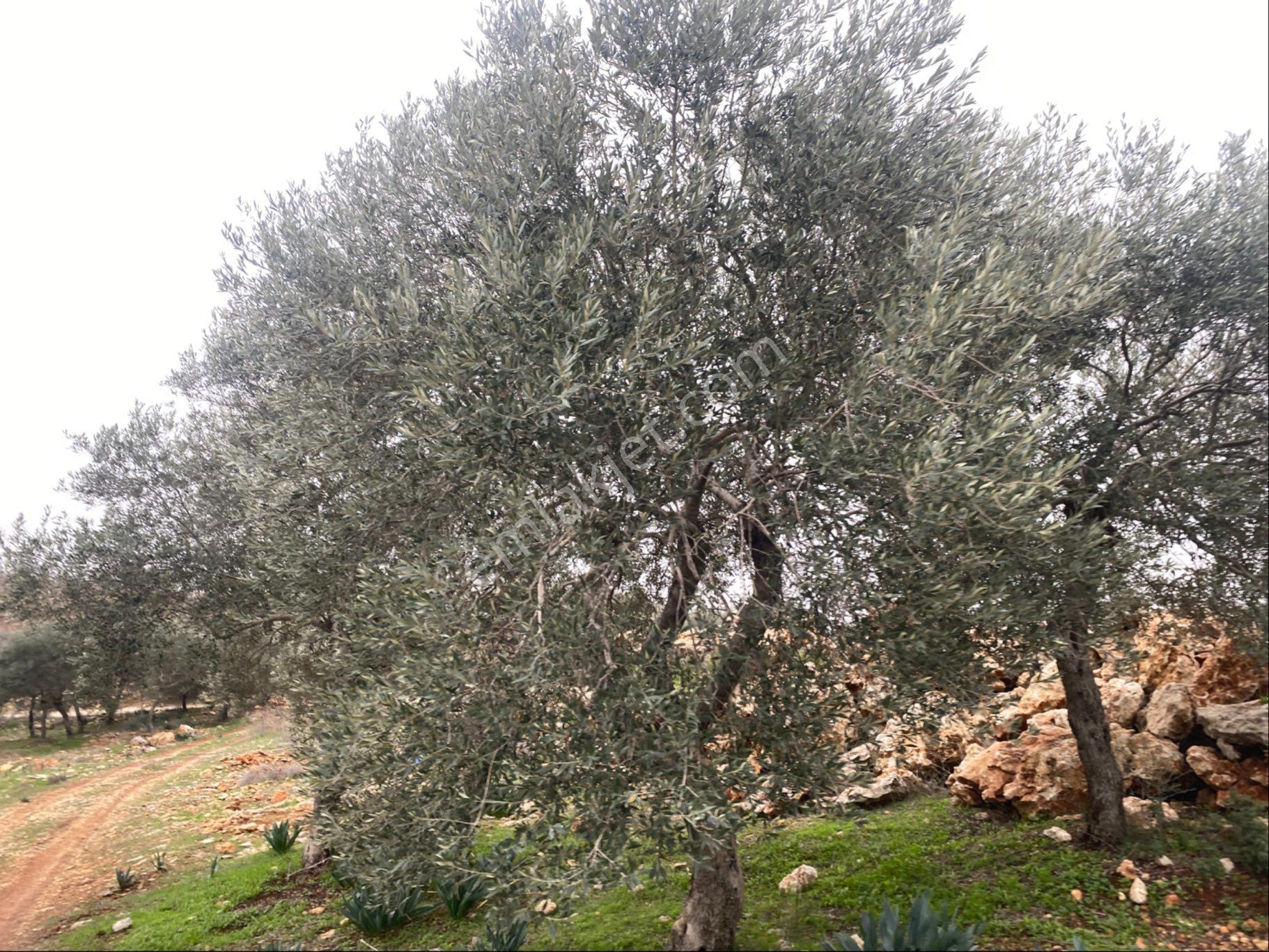 Aydın Çine De Satılıkhobi Bahçelik Zeytin Bahçesi - Görsel 4