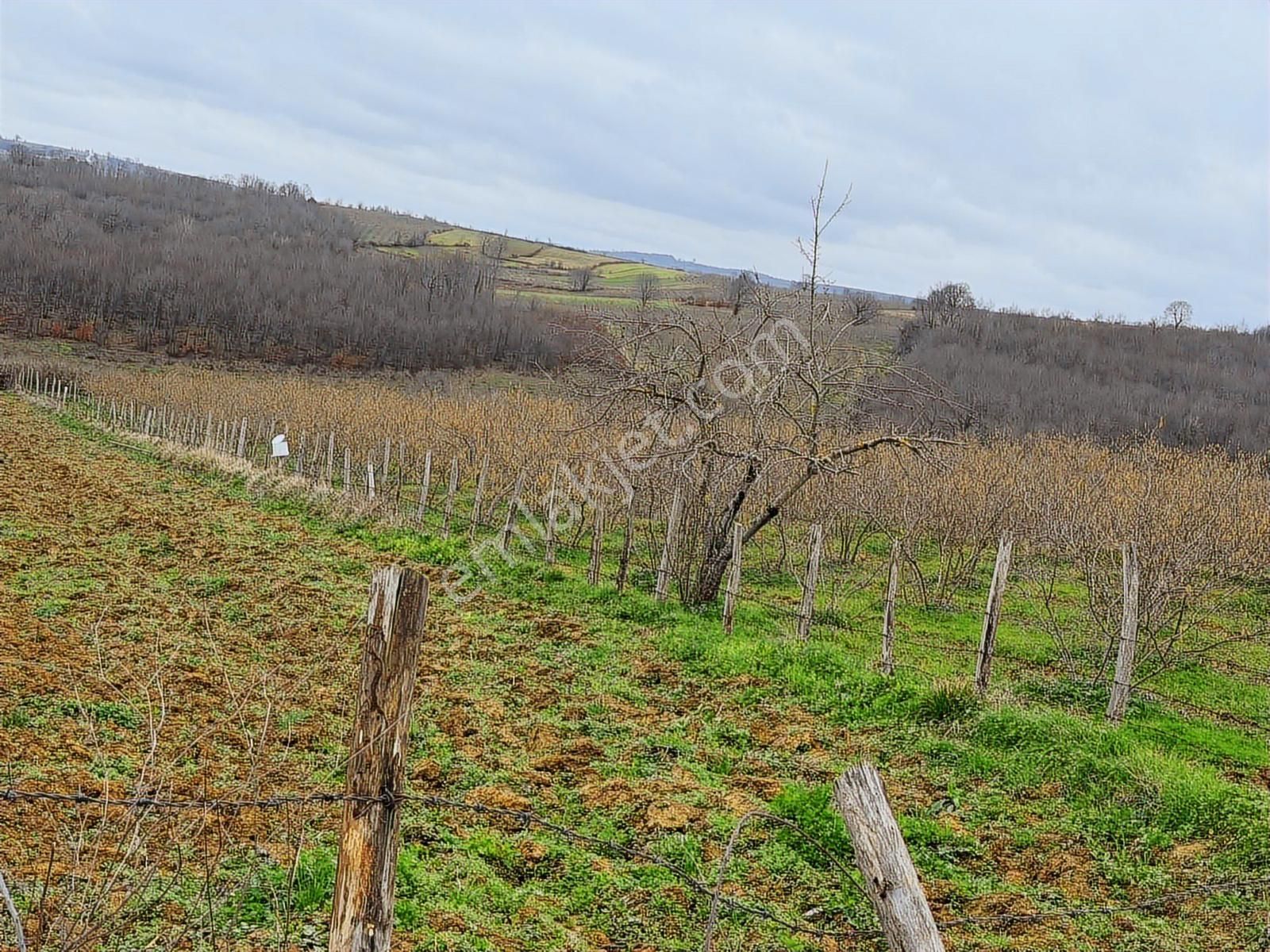 Kandıra Bollu'da Denize Yakın, Yatırımlık 1300 M2 Fırsat
