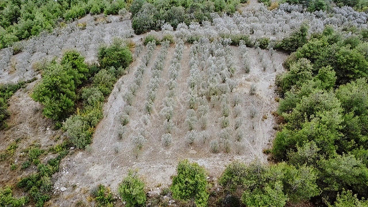 Ekşioğlu Gyd'den Sakarya Pamukovada 3549 M2 Fırsat Zeytinlik - Görsel 5