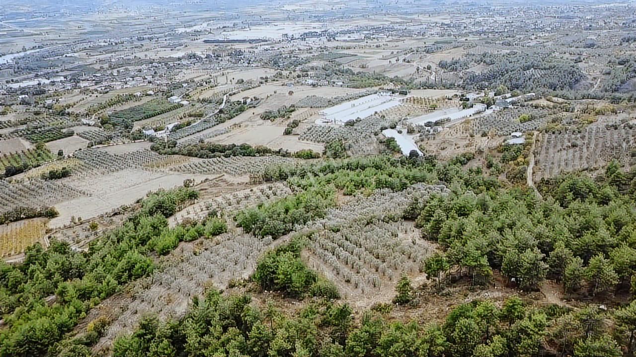 Ekşioğlu Gyd'den Sakarya Pamukovada 3549 M2 Fırsat Zeytinlik - Görsel 14