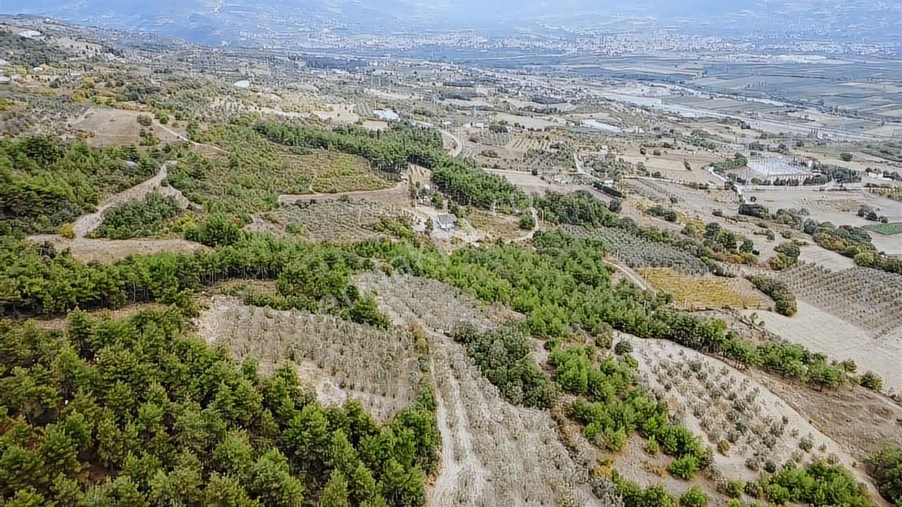 Ekşioğlu Gyd'den Sakarya Pamukovada 3549 M2 Fırsat Zeytinlik - Görsel 17