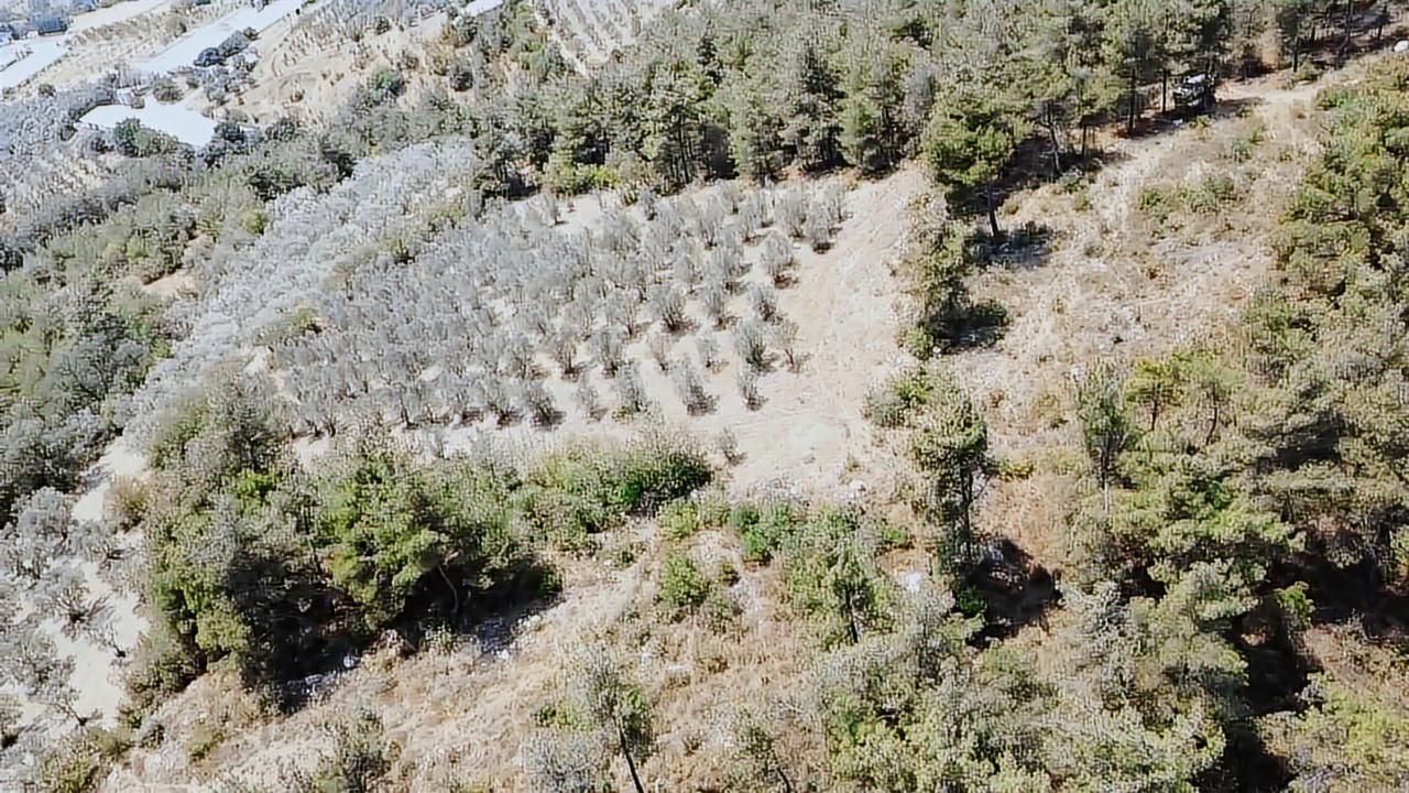 Ekşioğlu Gyd'den Sakarya Pamukovada 3549 M2 Fırsat Zeytinlik - Görsel 2