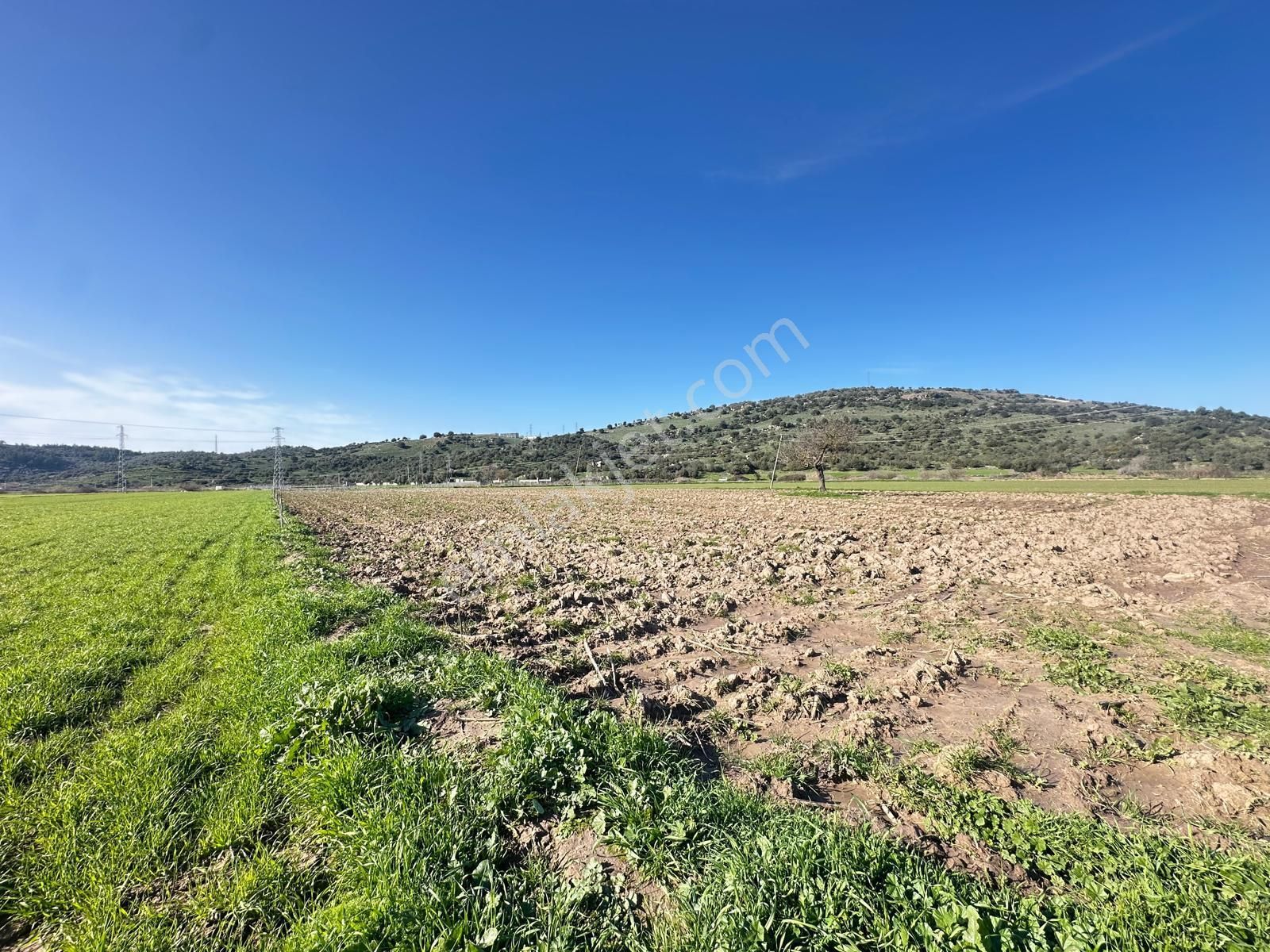 Milas Meşelik'te Köy Merkezıne Yakın 10.475 M2 Satılık Tarla - Görsel 3