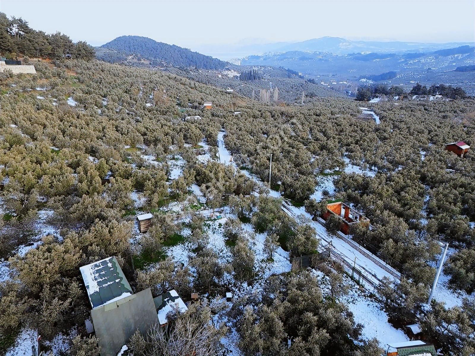 Koçak'tan Çepni'de Yola Cephe Deniz Manzaralı Hobi Bahçesi - Görsel 3