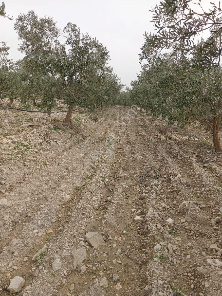 Yatırımlüx'den 16.000 M2 Ev+ Tarla - Görsel 19