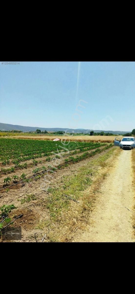 Kemalpaşa Ayaz Köy De Satılık 6.400 M2 Tarla - Görsel 14