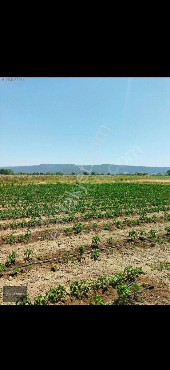 Kemalpaşa Ayaz Köy De Satılık 6.400 M2 Tarla - Görsel 13