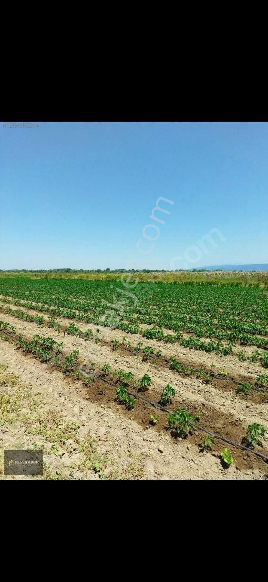 Kemalpaşa Ayaz Köy De Satılık 6.400 M2 Tarla - Görsel 19