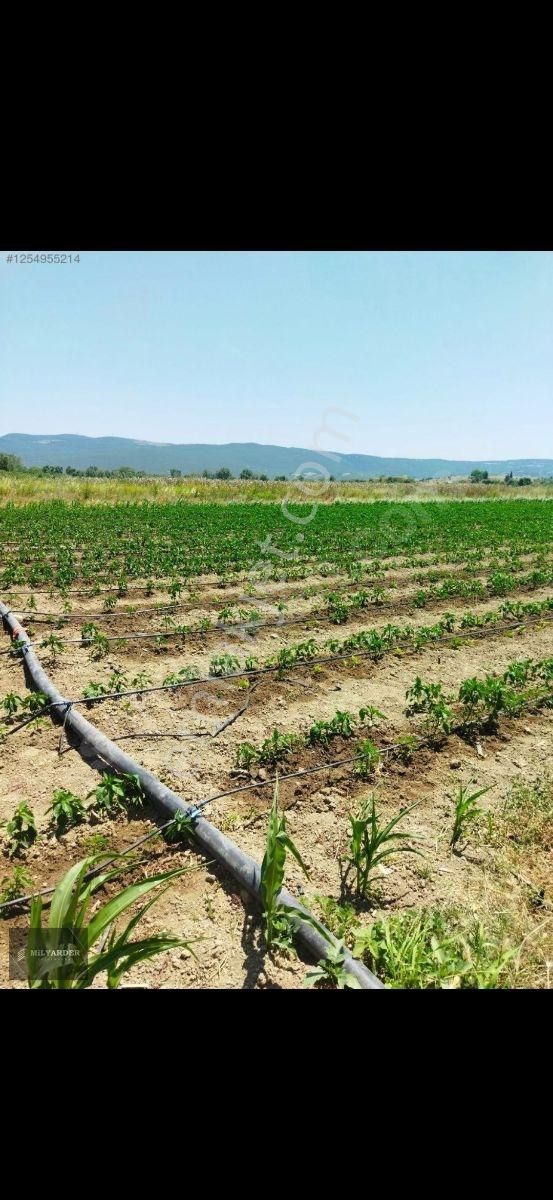 Kemalpaşa Ayaz Köy De Satılık 6.400 M2 Tarla - Görsel 2