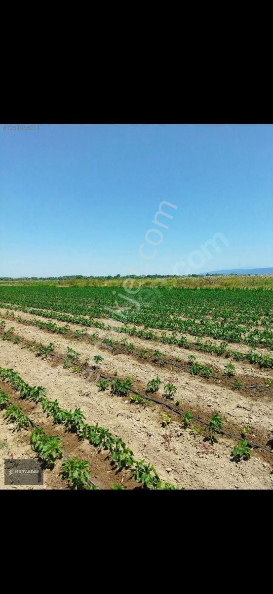 Kemalpaşa Ayaz Köy De Satılık 6.400 M2 Tarla - Görsel 8