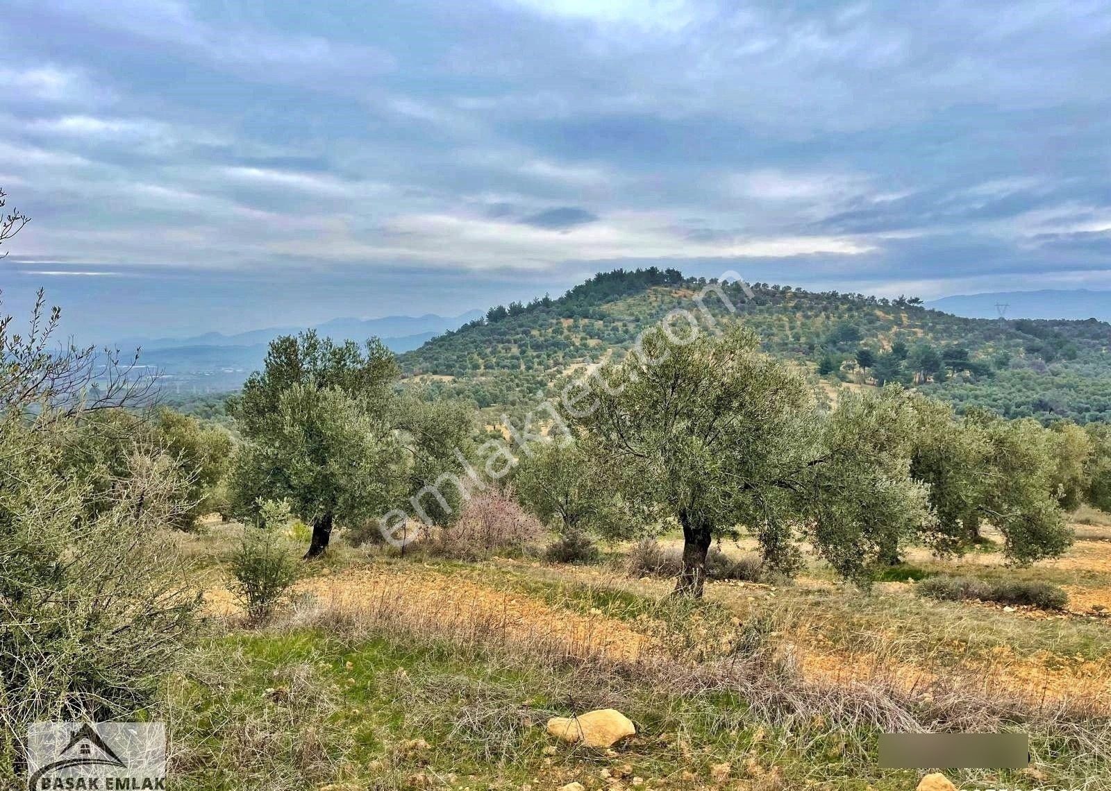Yetkili Ofisten Satılık 19dönüm Çift Cephesi Resmi Yol Zeytinlik - Görsel 14