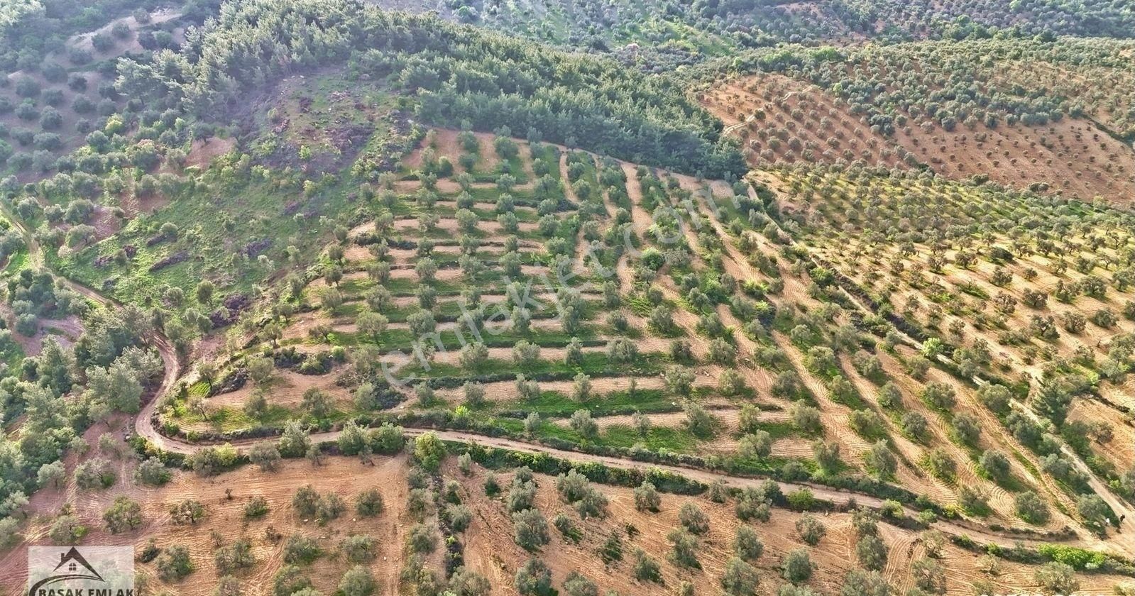 Yetkili Ofisten Satılık 19dönüm Çift Cephesi Resmi Yol Zeytinlik - Görsel 19