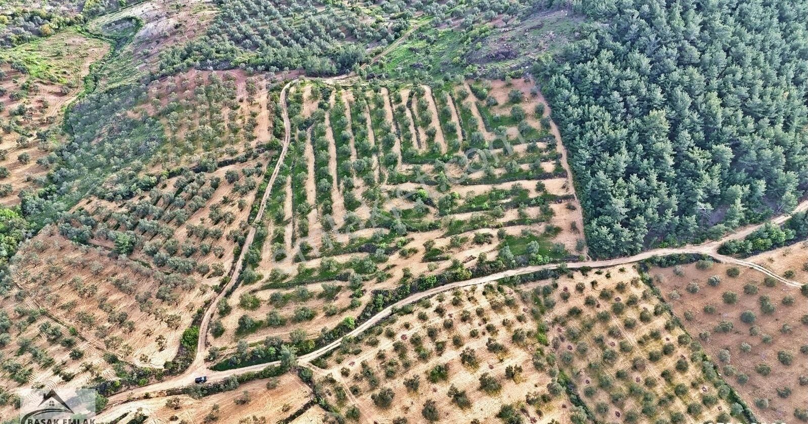 Yetkili Ofisten Satılık 19dönüm Çift Cephesi Resmi Yol Zeytinlik - Görsel 26