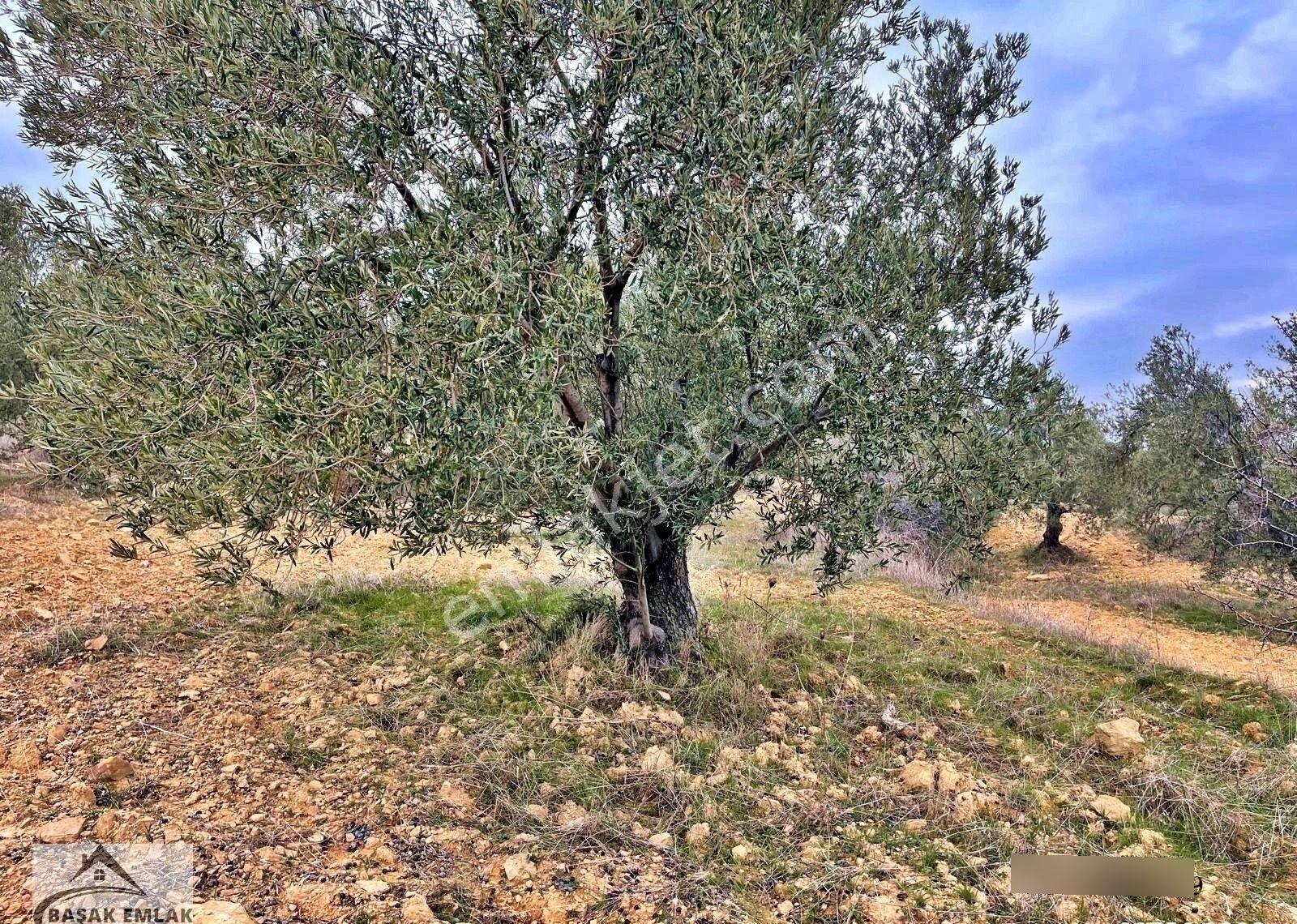 Yetkili Ofisten Satılık 19dönüm Çift Cephesi Resmi Yol Zeytinlik - Görsel 16