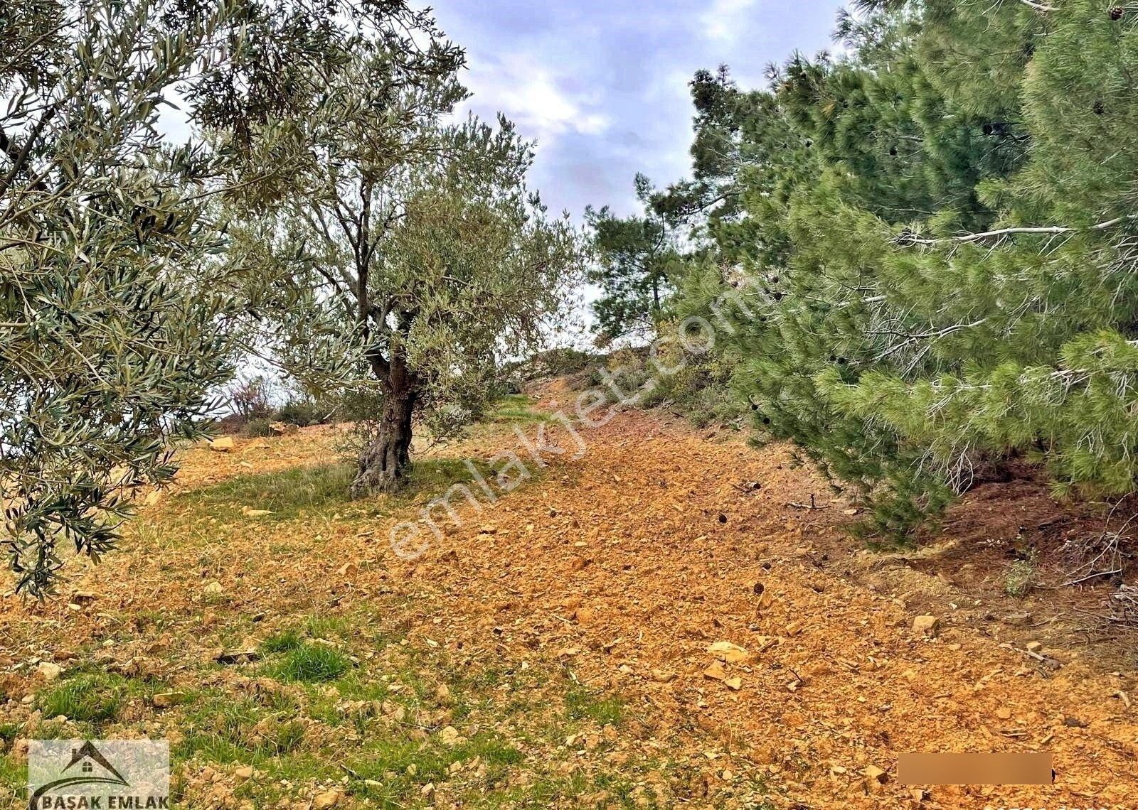 Yetkili Ofisten Satılık 19dönüm Çift Cephesi Resmi Yol Zeytinlik - Görsel 7