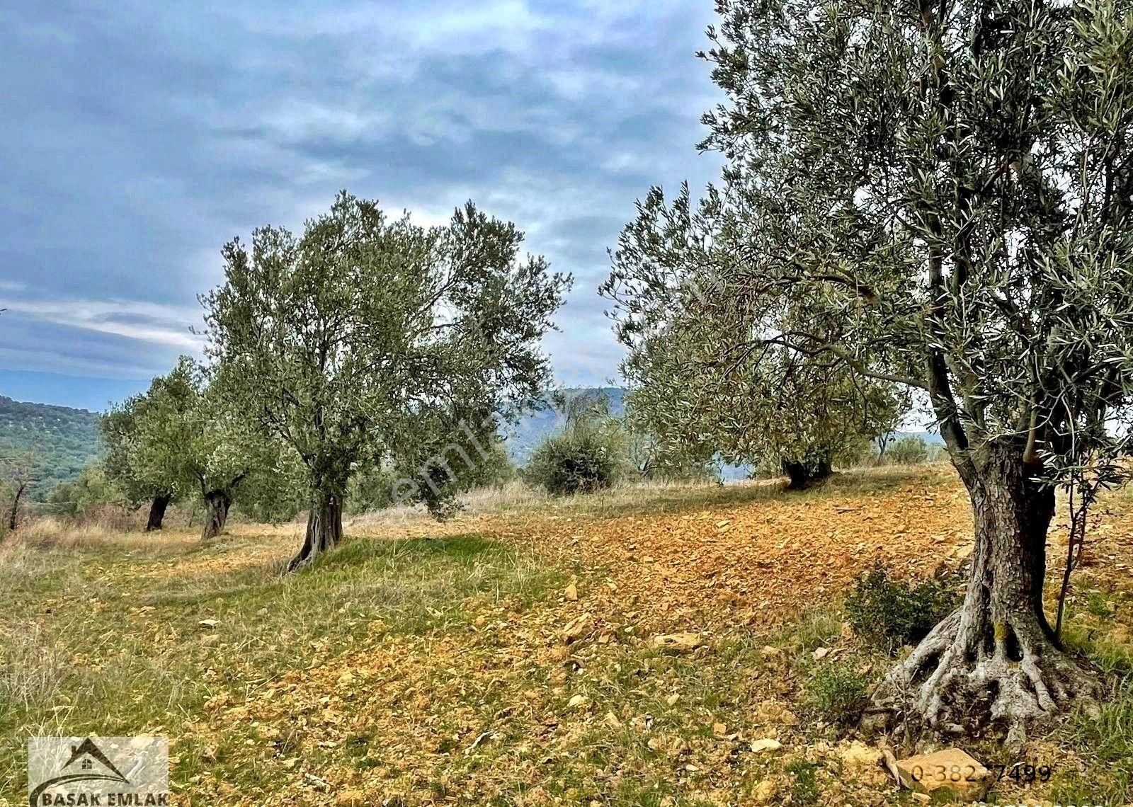 Yetkili Ofisten Satılık 19dönüm Çift Cephesi Resmi Yol Zeytinlik - Görsel 17