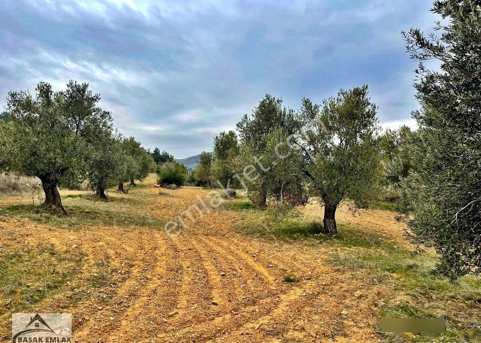 Yetkili Ofisten Satılık 19dönüm Çift Cephesi Resmi Yol Zeytinlik - Görsel 33