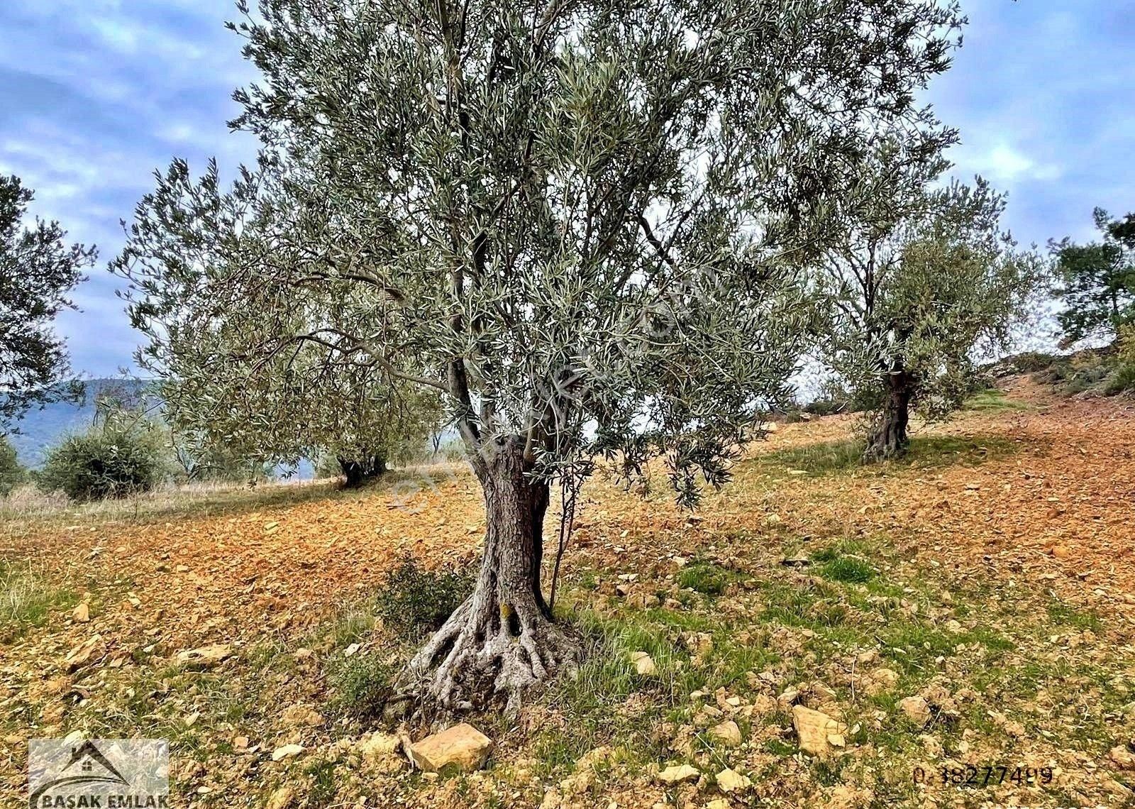 Yetkili Ofisten Satılık 19dönüm Çift Cephesi Resmi Yol Zeytinlik - Görsel 32