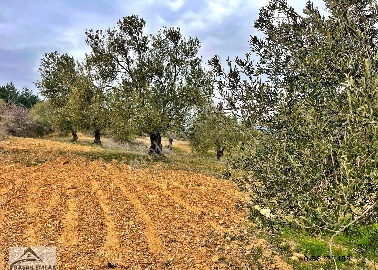 Yetkili Ofisten Satılık 19dönüm Çift Cephesi Resmi Yol Zeytinlik - Görsel 15