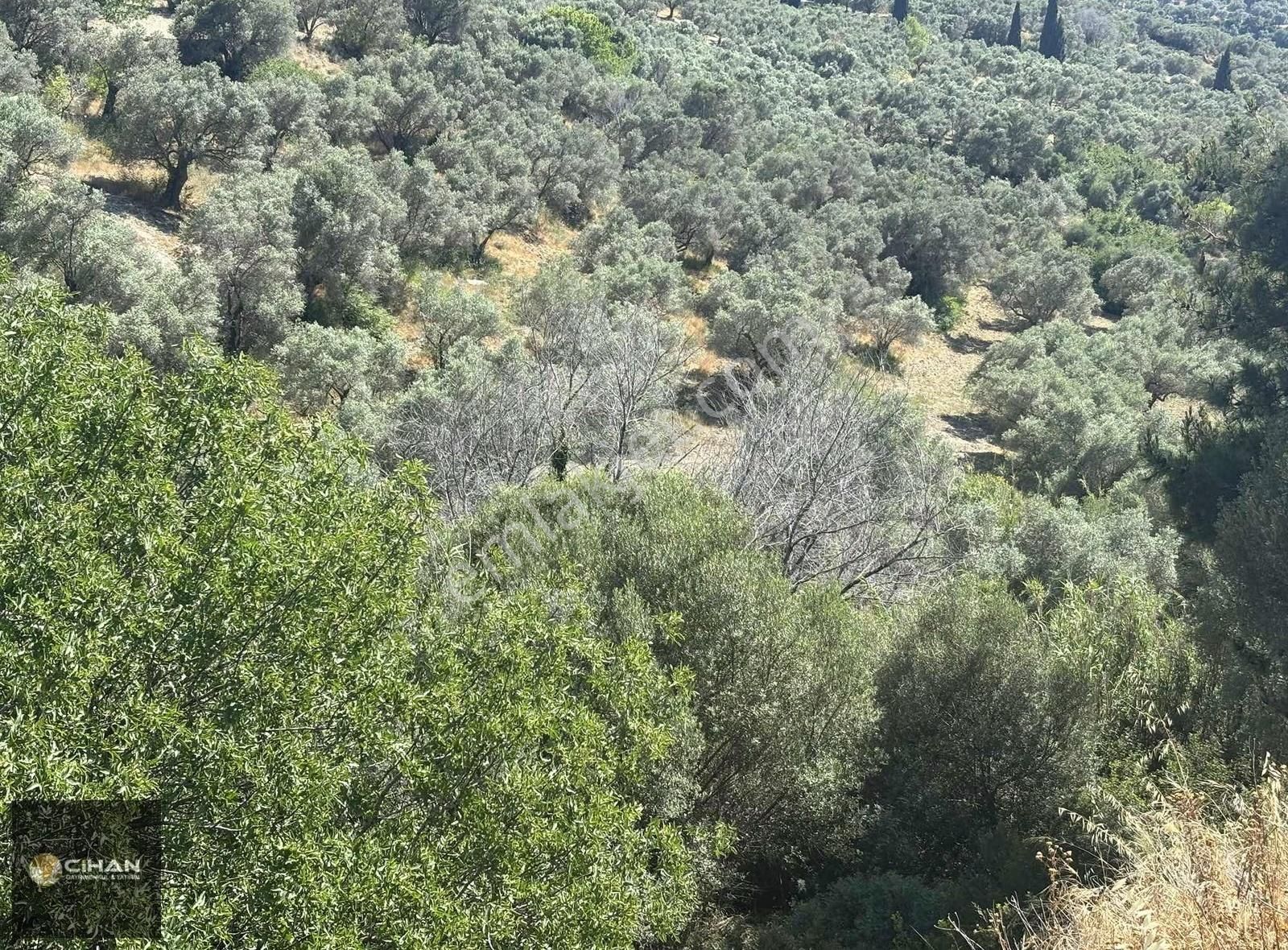 Ana Cadde Üzeri 12 Dönüm Deniz Manzaralı İmar Planı İçinde Tarla - Görsel 12