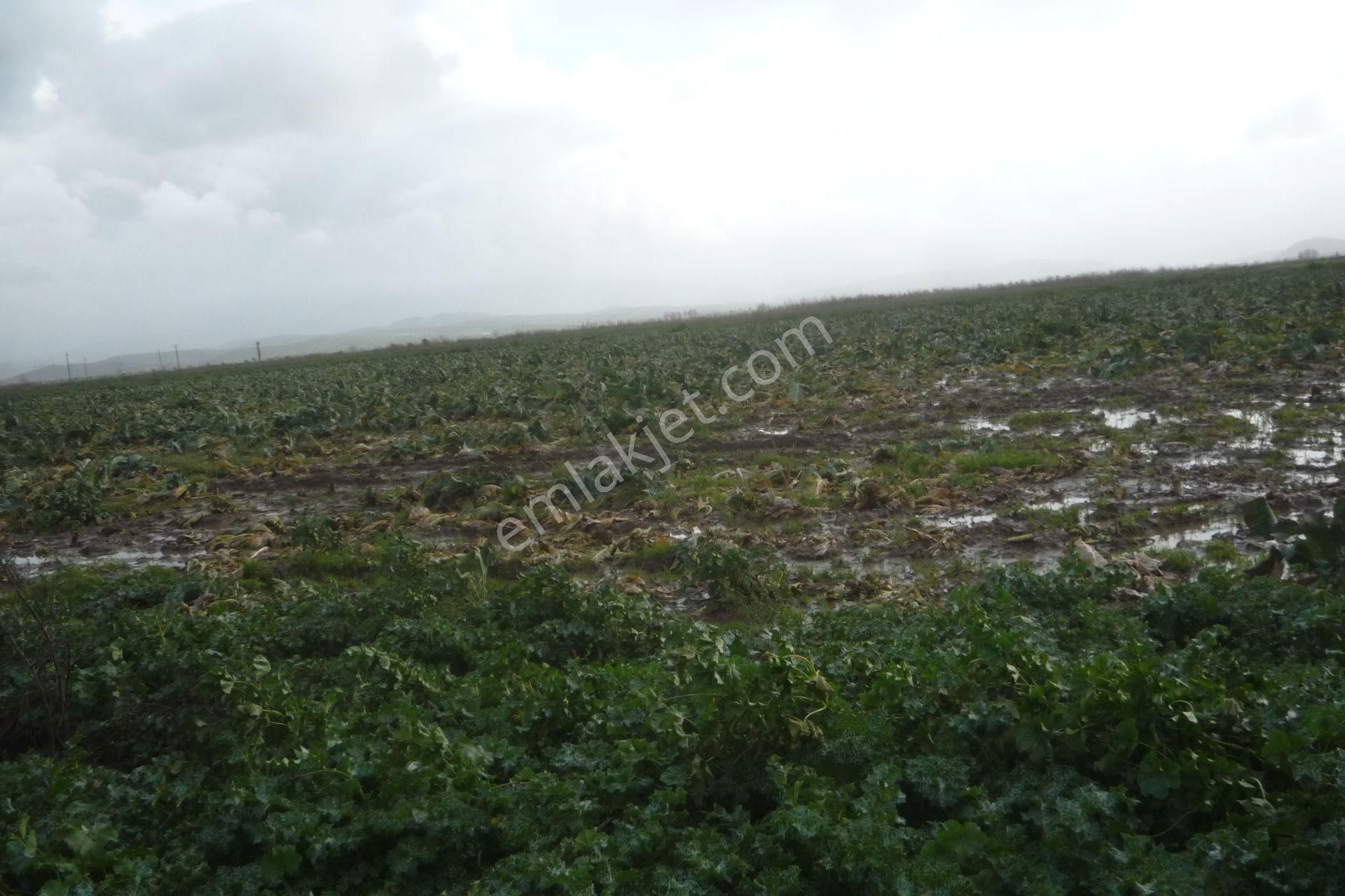 İzmir Torbalı Gold Emlaktan Çırpıda Satılımk Tarla - Görsel 5