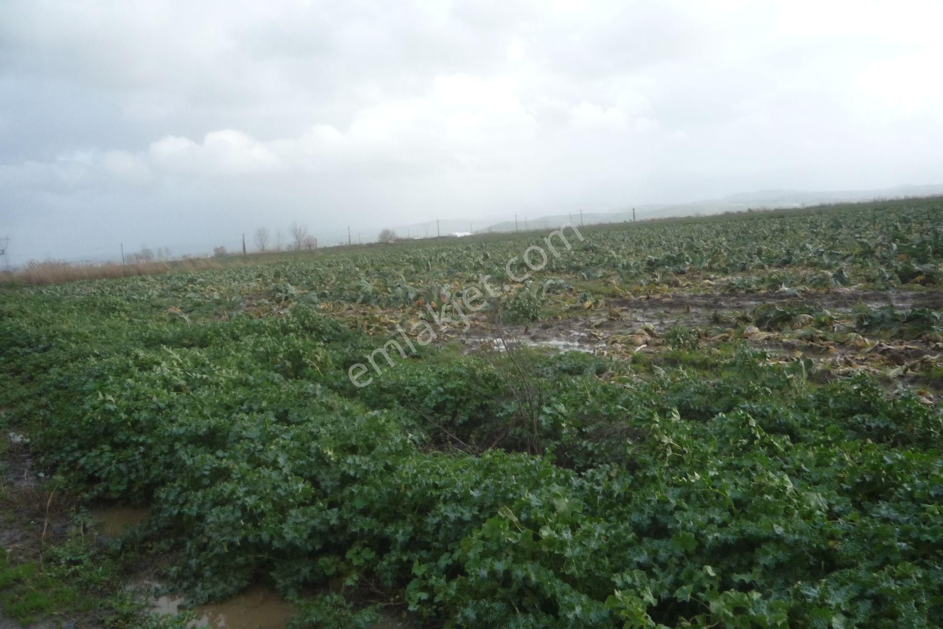İzmir Torbalı Gold Emlaktan Çırpıda Satılımk Tarla - Görsel 4