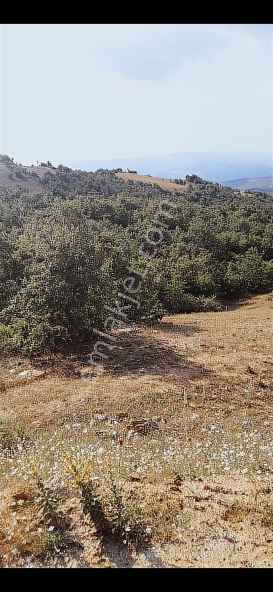 Salihli Beşyol Emlaktan Satılık 530 Dönüm Arazi - Görsel 11