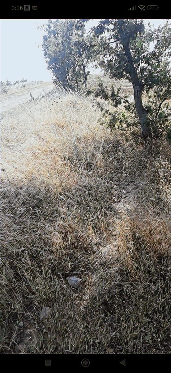 Salihli Beşyol Emlaktan Satılık 530 Dönüm Arazi - Görsel 6