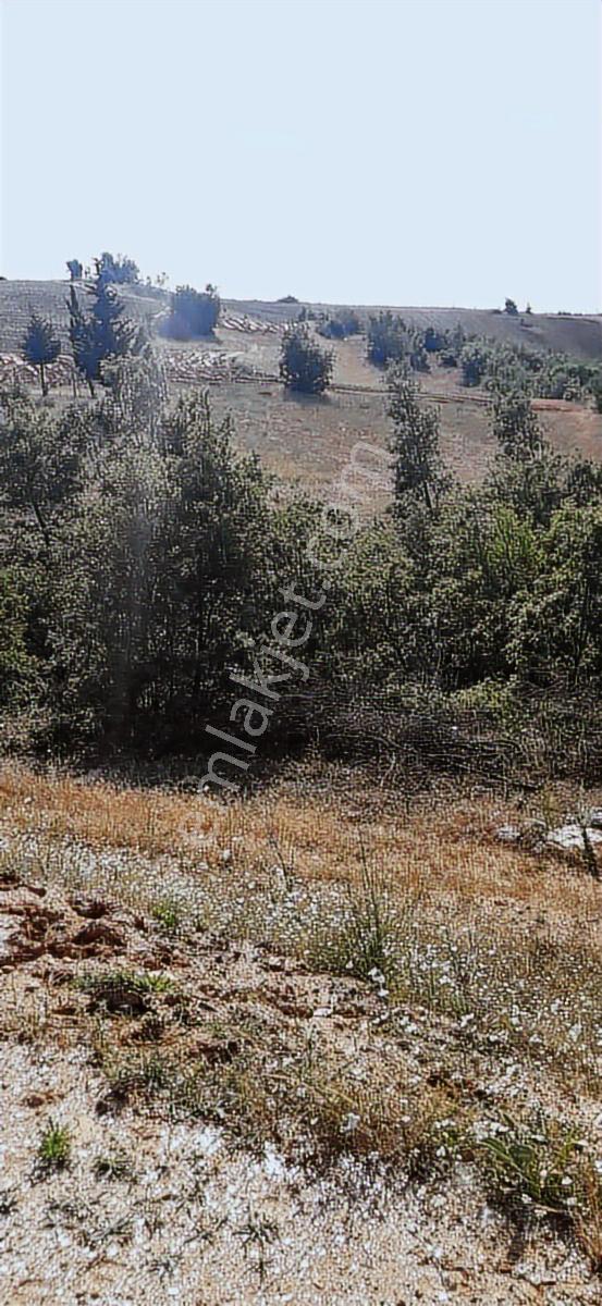 Salihli Beşyol Emlaktan Satılık 530 Dönüm Arazi - Görsel 12