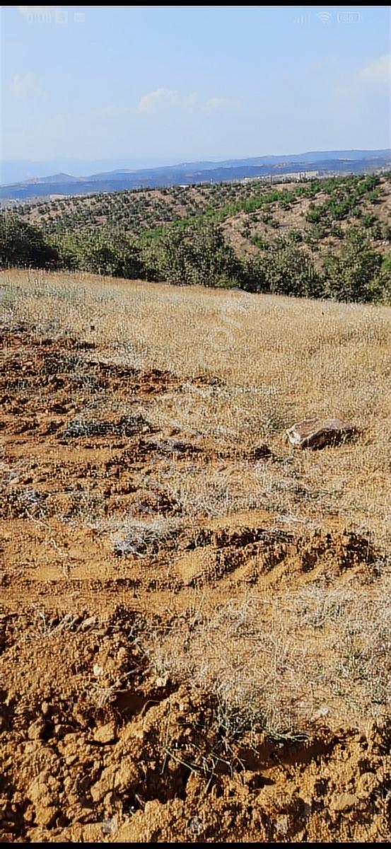 Salihli Beşyol Emlaktan Satılık 530 Dönüm Arazi - Görsel 3