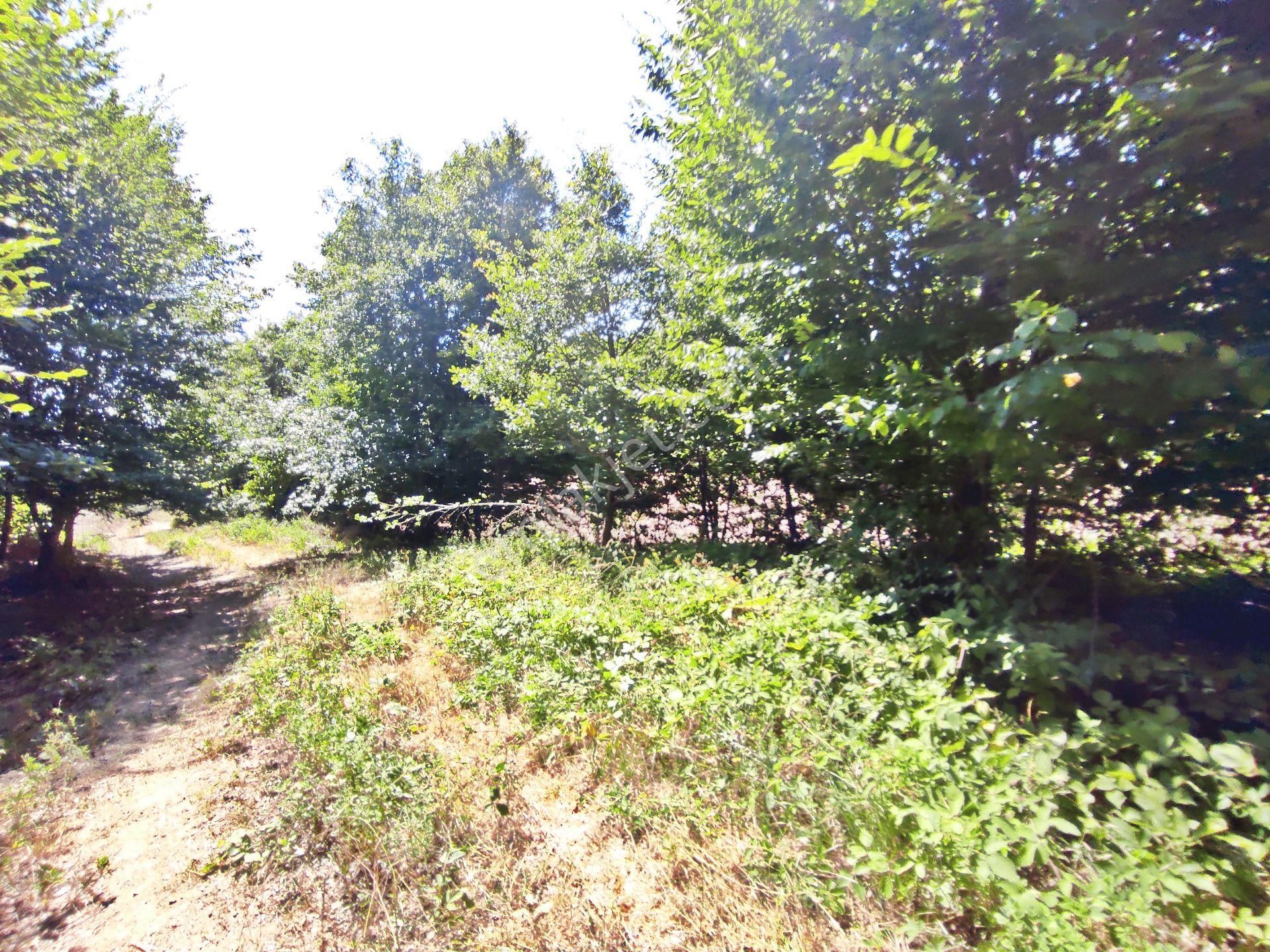 Yenişehir Beypınar'da Yolu Olan 6950 ,m2-göl Manzaralı Tarla - Görsel 25