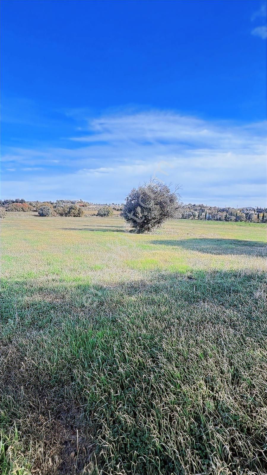 Çeşme Musalla Da 7500 M2 Deniz Manzaralı Tarla - Görsel 5