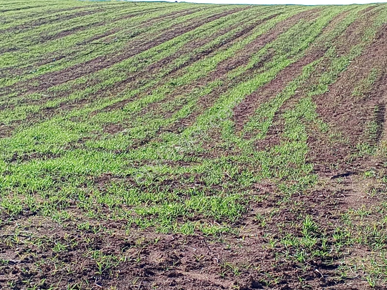 Yenişehir Mecidiyeköy De Köye 200 Metre Mesafede 4,105,m2-tarla - Görsel 8