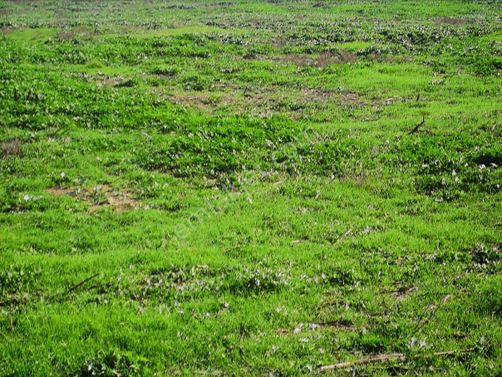Acil.foça Ilıpınar Yola Cepheli 1483 M2 Yatırımlık Satılık Arazi - Görsel 7