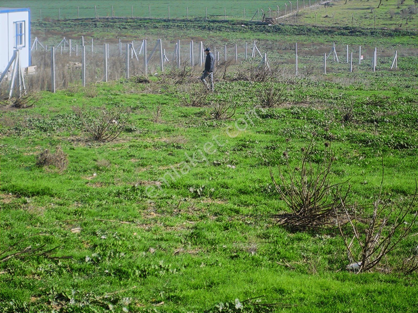 Acil.foça Ilıpınar Yola Cepheli 1483 M2 Yatırımlık Satılık Arazi - Görsel 24