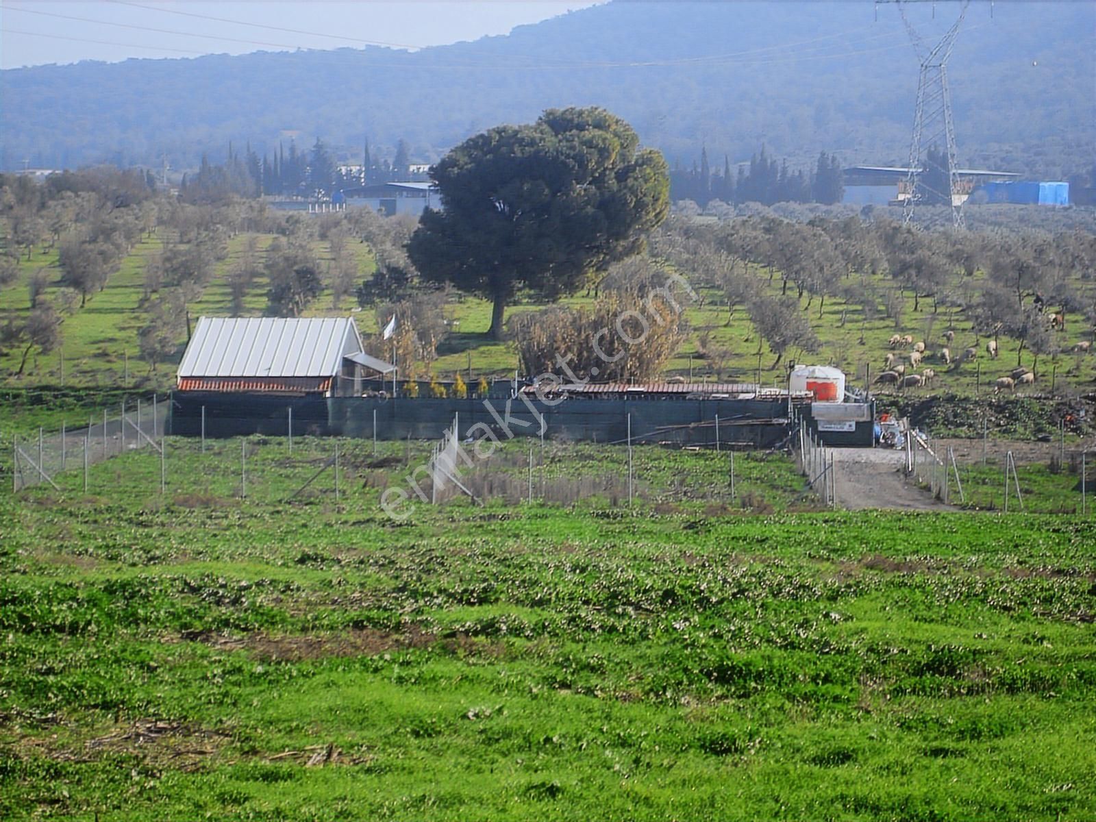 Acil.foça Ilıpınar Yola Cepheli 1483 M2 Yatırımlık Satılık Arazi - Görsel 20