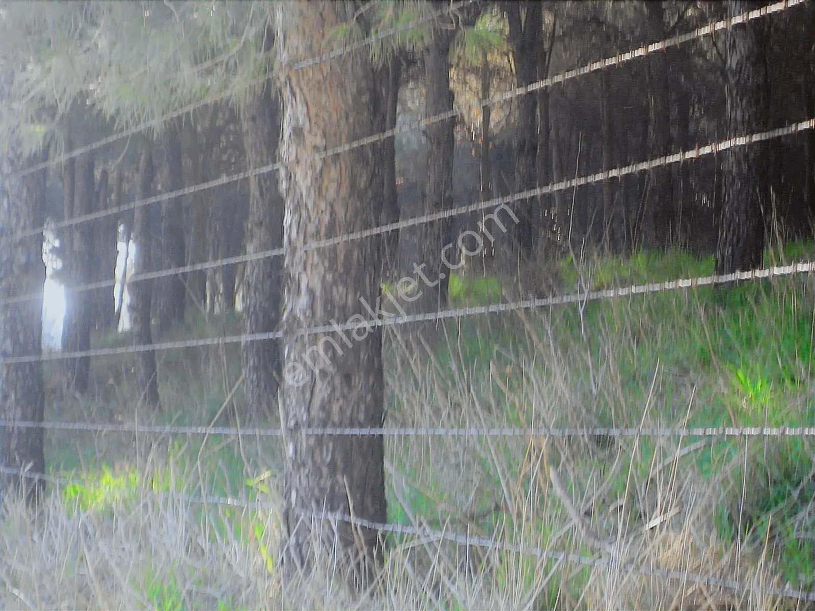 Acil.foça Ilıpınar Yola Cepheli 1483 M2 Yatırımlık Satılık Arazi - Görsel 19