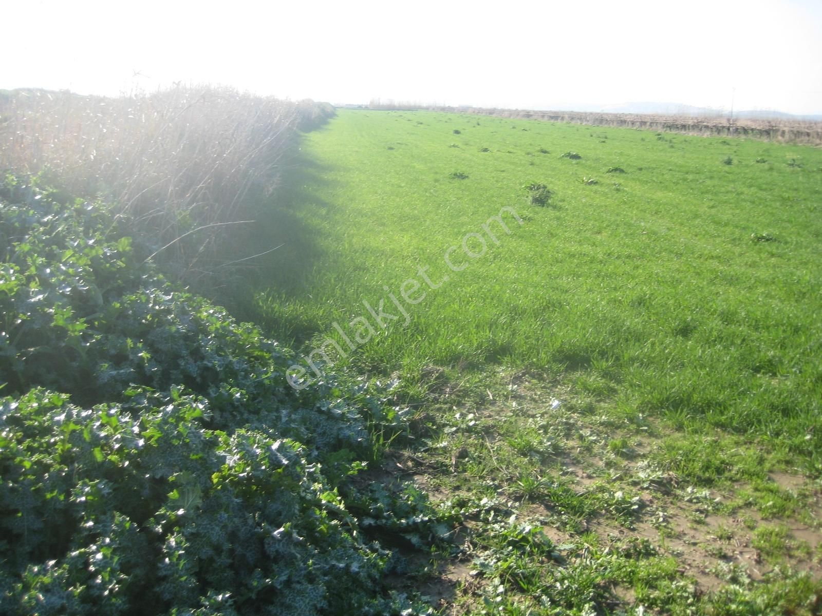 Menemen Kesik'te Yola Cepheli 425.20 M2 Satılık Hobi Bahçesi.. - Görsel 2