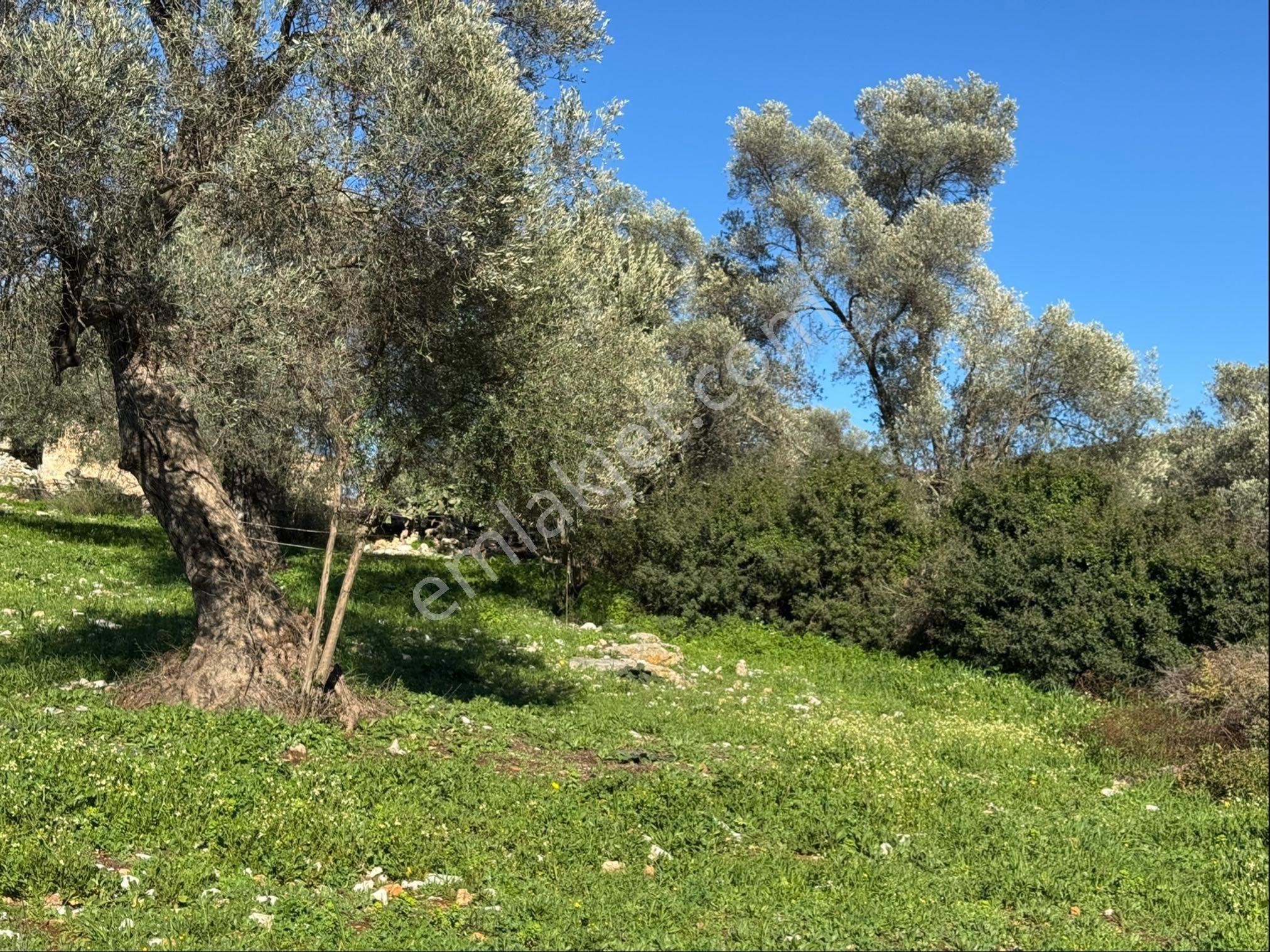 Kızılağaç Çilek Köyünde Kargir Ev Olan Satılık Tarla - Görsel 8