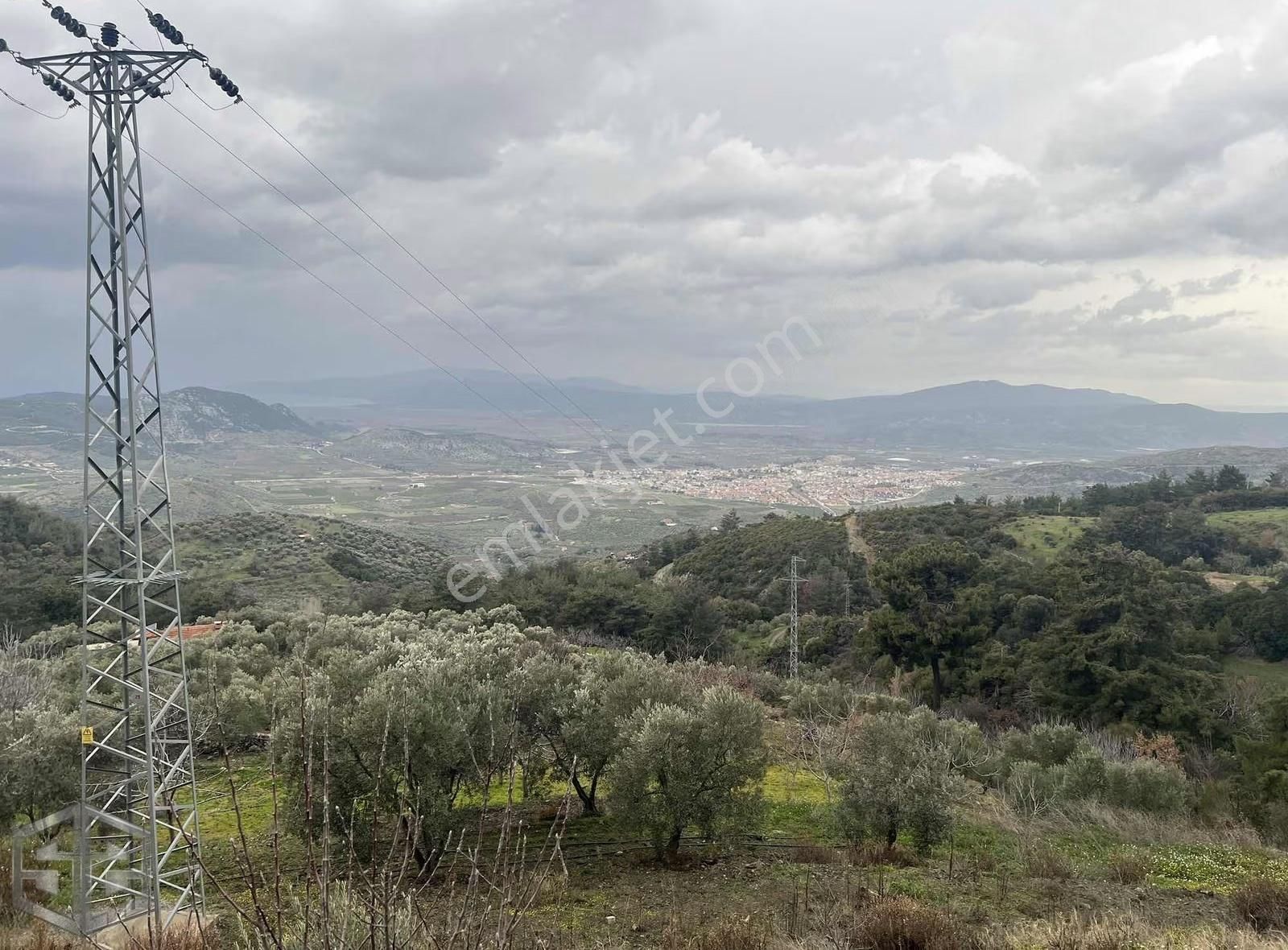 İzmir Selçuk Abuhayat 7726m2 Zeytin İncir Ve Üzüm - Görsel 10