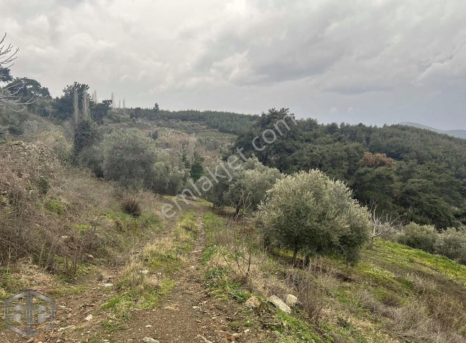 İzmir Selçuk Abuhayat 7726m2 Zeytin İncir Ve Üzüm - Görsel 11