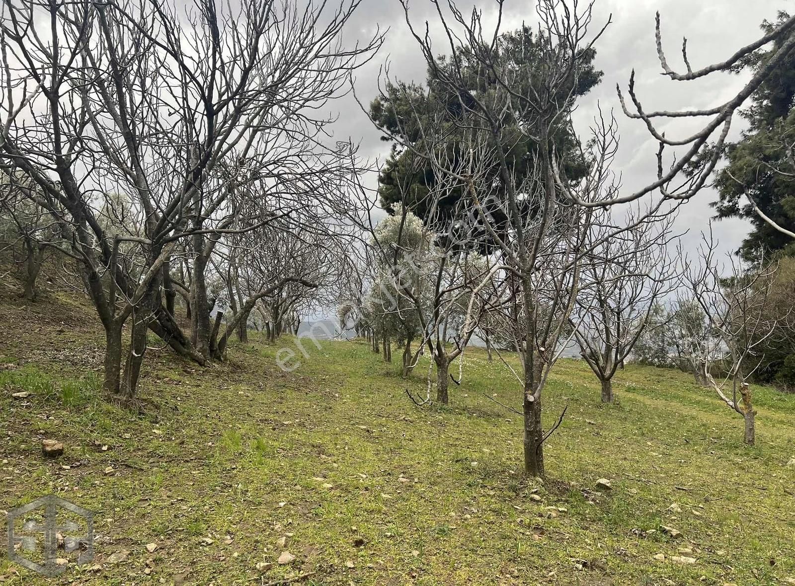İzmir Selçuk Abuhayat 7726m2 Zeytin İncir Ve Üzüm - Görsel 19