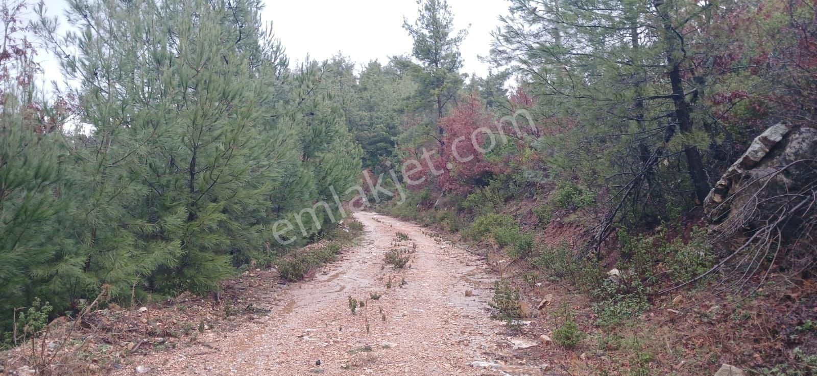 Milas Fesleğende Yatırımlık 1.177 M² Tarla - Görsel 2